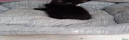 Mixed Breed cats for sale: Gorgeous  little black kitten - Advert 6