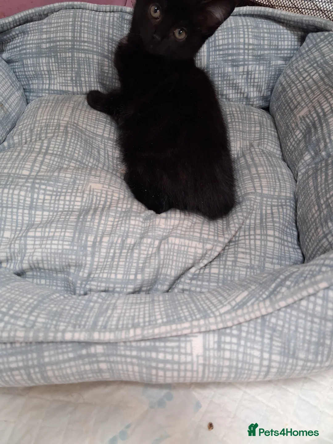 Mixed Breed cats for sale: Gorgeous  little black kitten - Advert 6