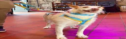 Ibizan Hound dogs for adoption: Vivian - gentle, sweet Podenco in Ayr - Advert 7