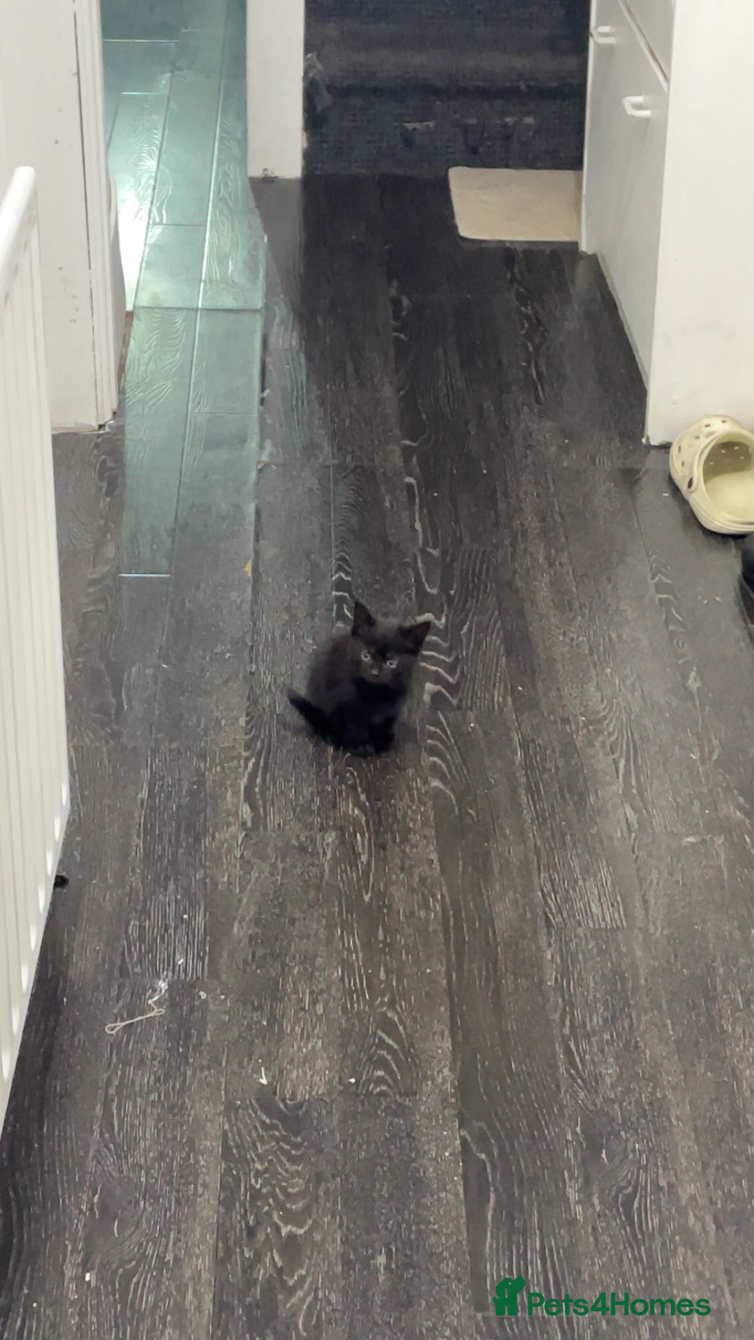Domestic Shorthair cats for sale: Kittens - Image 9