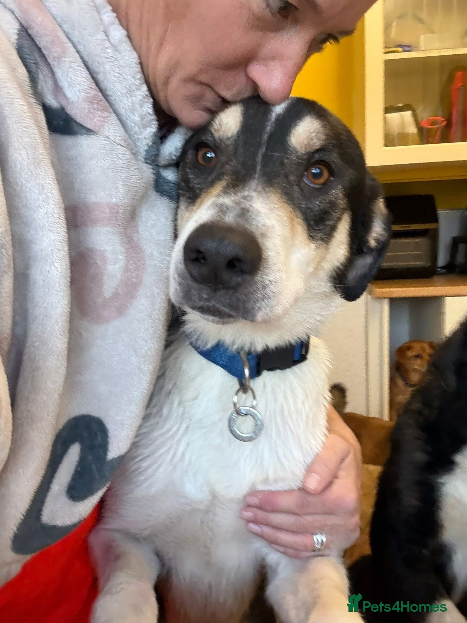 Mixed Breed dogs Lucky - Norwich Norfolk  - Advert 1