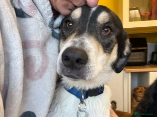 Mixed Breed dogs Lucky - Norwich Norfolk - Advert 2