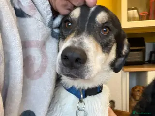 Mixed Breed dogs Lucky - Norwich Norfolk - Advert 20