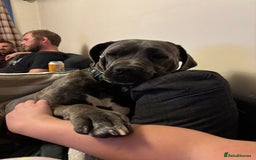 Cane Corso dogs for sale: Bella the Cane Corso  - Image 5
