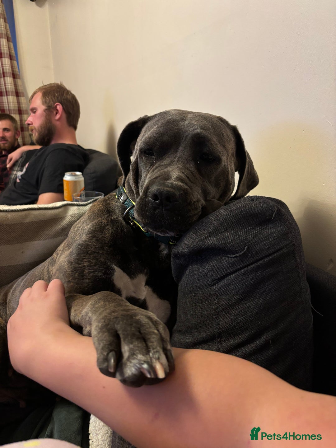 Cane Corso dogs for sale: Bella the Cane Corso  - Image 5