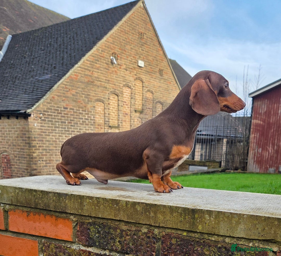 Miniature Dachshund dogs for stud: Choc & Tan carrying blue & piedball Mini Stud - Advert 8
