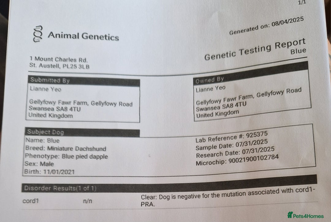 Miniature Dachshund dogs for stud: PRA CLEAR BLUE PIED DAPPLE MINIATURE DACHSHUND - Advert 5