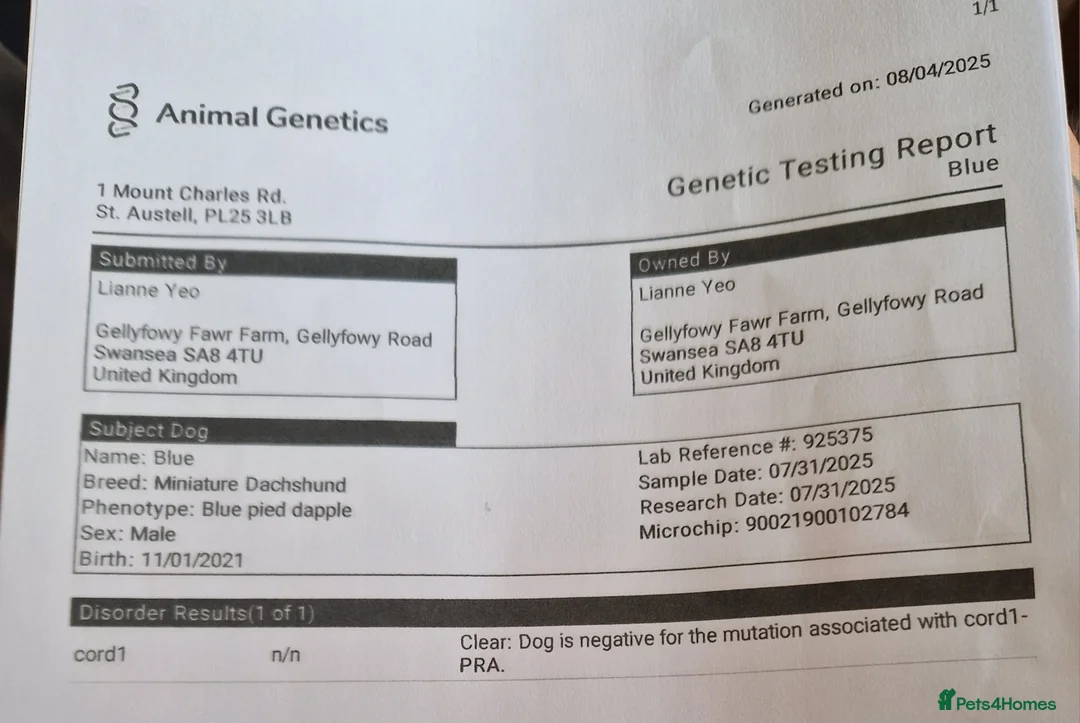 Miniature Dachshund dogs for stud: PRA CLEAR BLUE PIED DAPPLE MINIATURE DACHSHUND - Advert 8