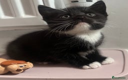 Turkish Angora cats for sale: Gorgeous Turkish Angora cross kittens  - Image 1