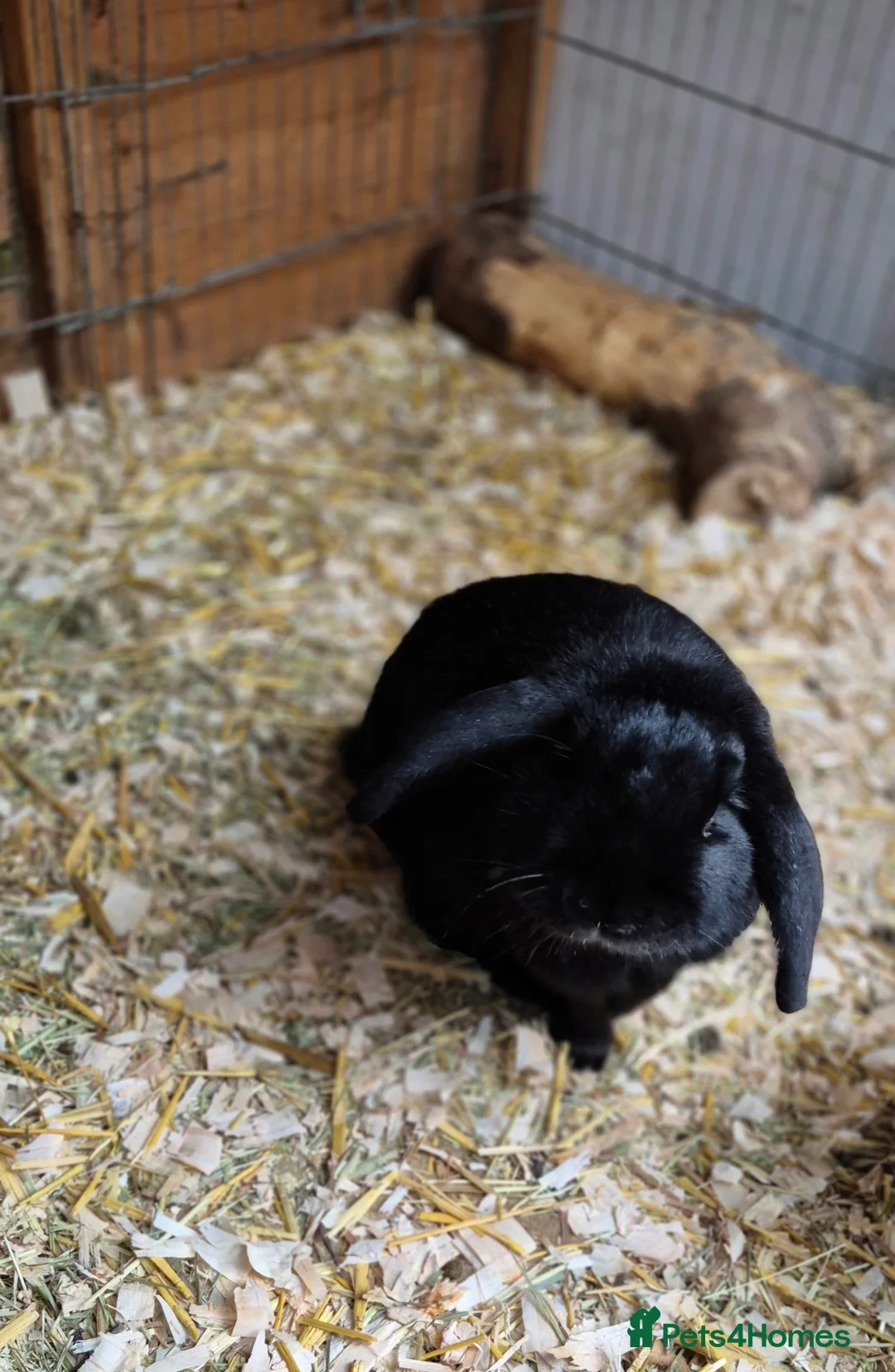 Dutch rabbits for sale: Male Dwarf Lop Bunny Free to good home  - Advert 6