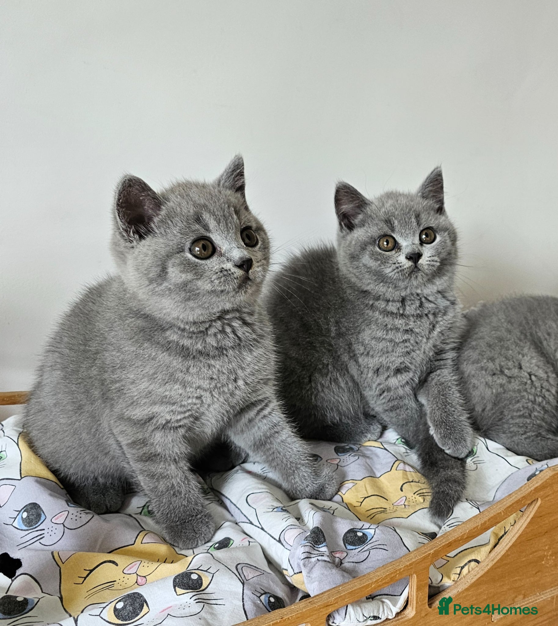 British Shorthair cats Beautiful British shorthair blue kittens NEUTERED - Advert 2