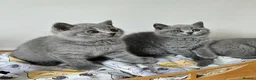 British Shorthair cats for sale: Beautiful British shorthair blue kittens NEUTERED - Advert 2
