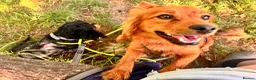 Mixed Breed dogs for sale: Cocker-Pomeranian  - Advert 2