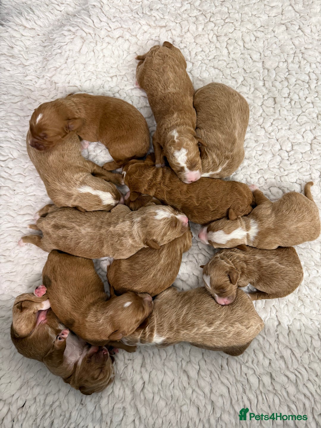 Australian Labradoodle dogs for sale: Australian Labradoodle Pups  - Image 13