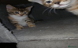 Mixed Breed cats for sale: Beutyful bengal babies wisbech 🐈😻 - Advert 17