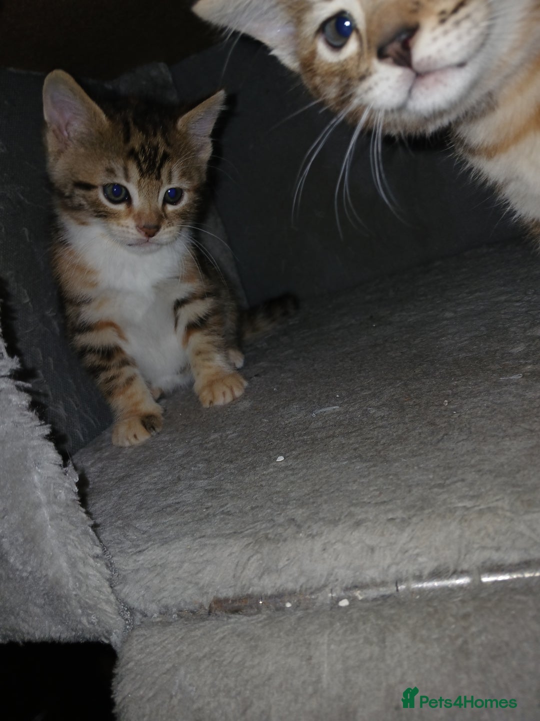 Mixed Breed cats for sale: Beutyful bengal babies wisbech 🐈😻 - Advert 17