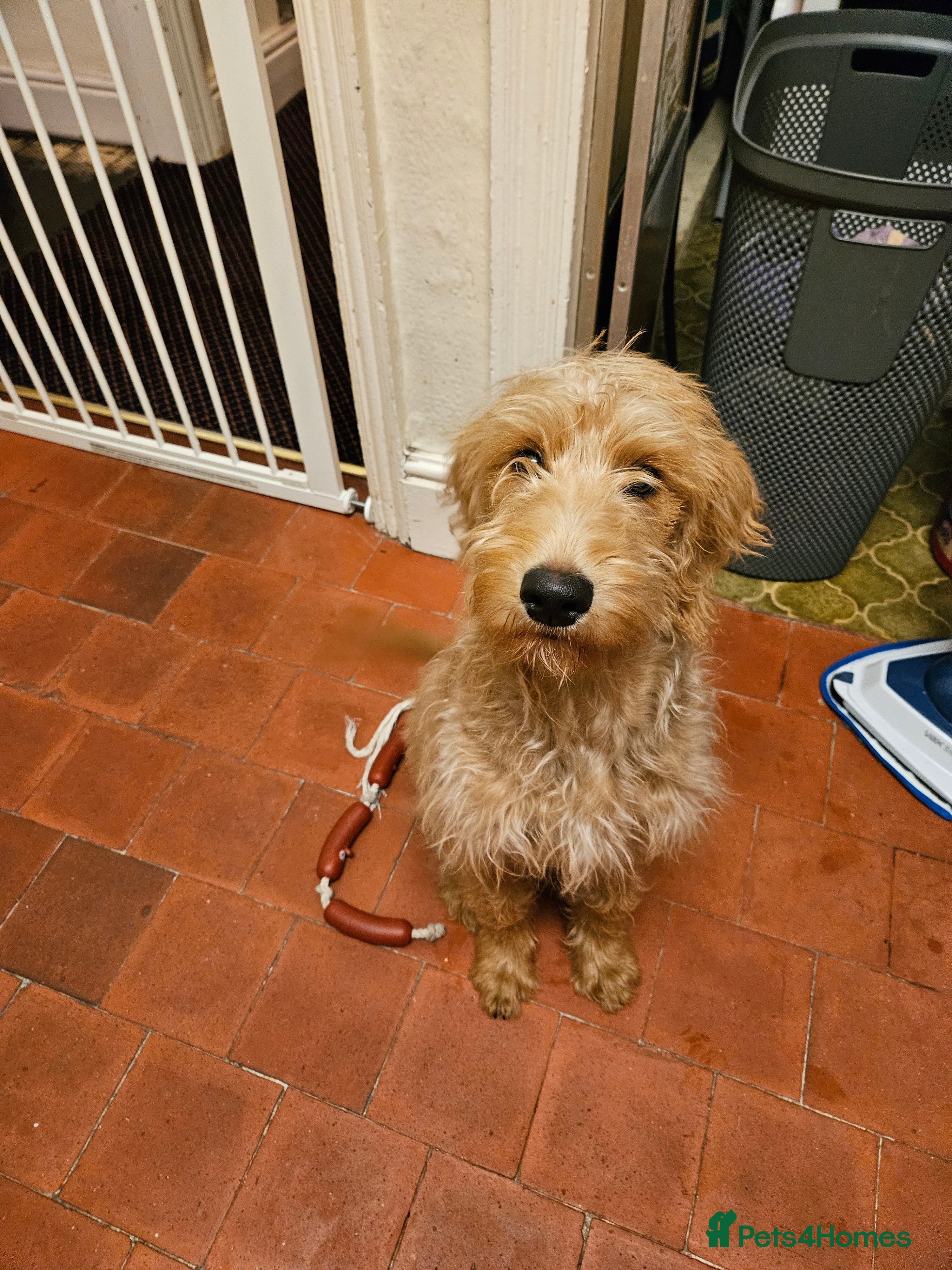 Labradoodle dogs Ted the Labradoodle  - Advert 1