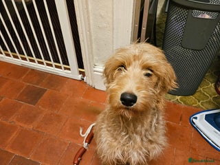 Labradoodle dogs Ted the Labradoodle - Advert 1