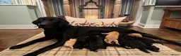 Labrador Retriever dogs for sale: Stunning KC pups, health tested&excellent lineage - Advert 3