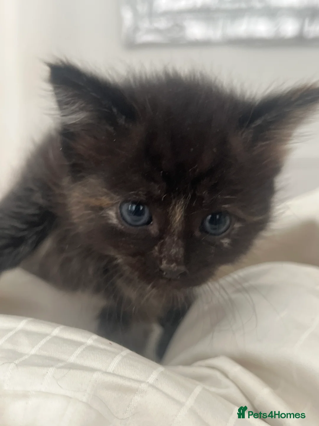 Mixed Breed cats for sale: 4 kittens, 2 boys 2 girls  - Advert 2