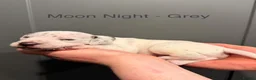 Dalmatian dogs for sale: 4 Girls, 1 Boy KC Dalmatians - ready to leave!  - Advert 5