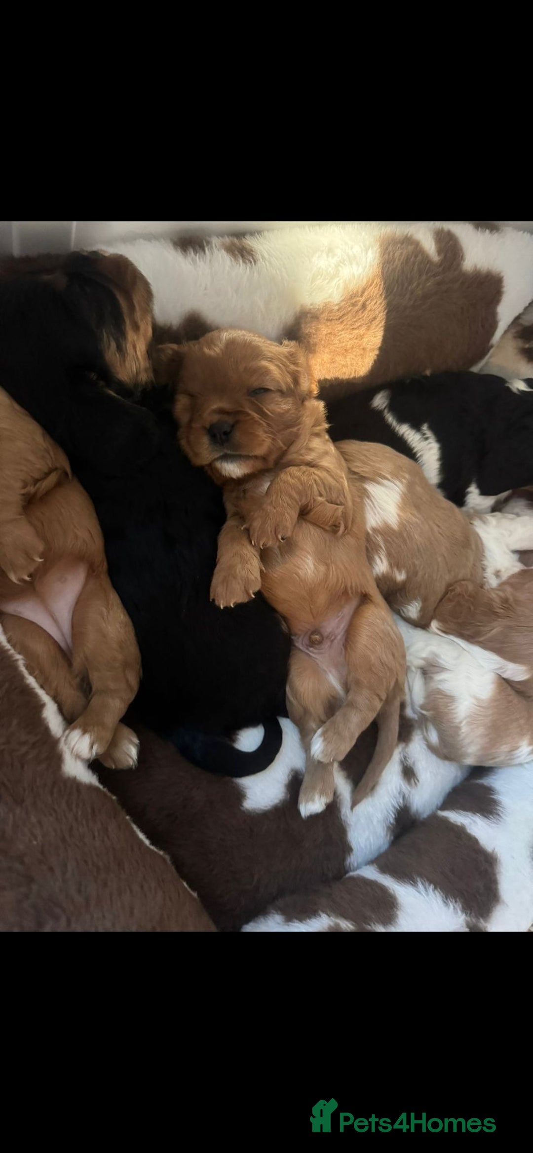 Cavalier King Charles Spaniel dogs for sale: 💫CKC STUNNING PUPPIES HEALTH TESTED 💫 - Advert 4