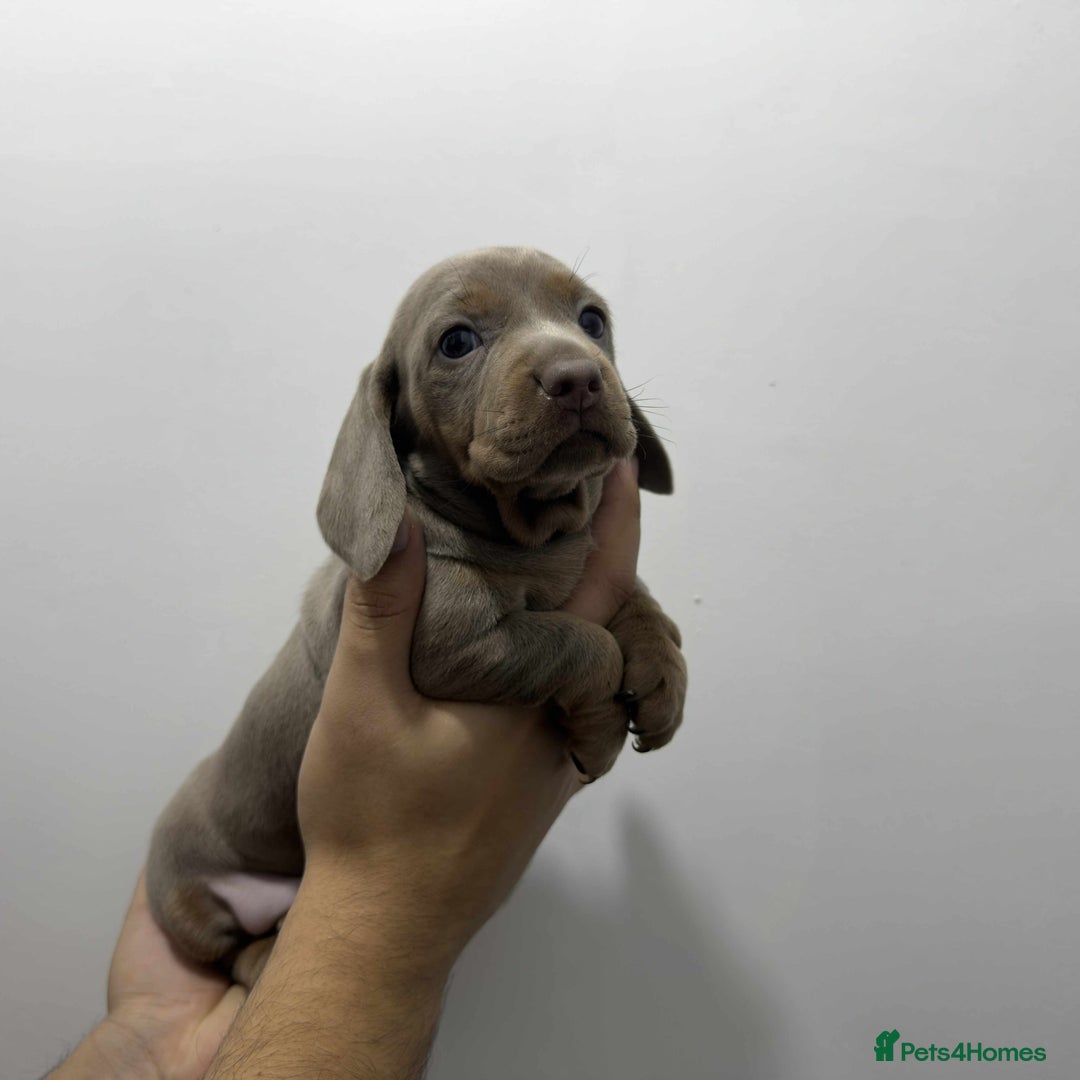 Miniature Dachshund dogs for sale: KC Reg Miniature Dachsunds - Advert 3