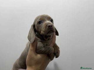 Miniature Dachshund dogs Ready to Leave Miniature Dachsunds KC Reg - Advert 14