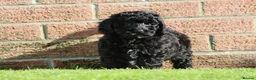 Cavapoochon dogs for sale: Beautiful Cavapoochon puppies for sale - Advert 10