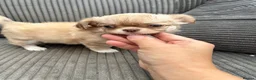 Chihuahua dogs for sale: KC LONG COAT CHIHUAHUA’S - Advert 8