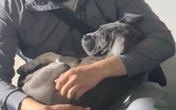 Mixed Breed dogs for sale: Canecorsa/greatdane - Image 5