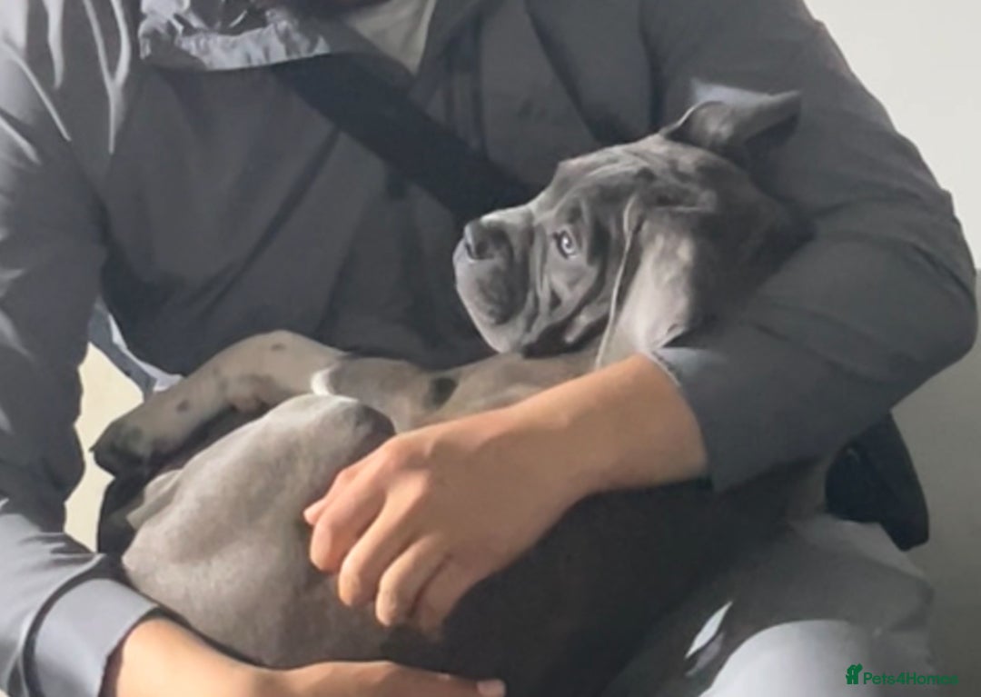 Mixed Breed dogs for sale: Canecorsa/greatdane - Image 5