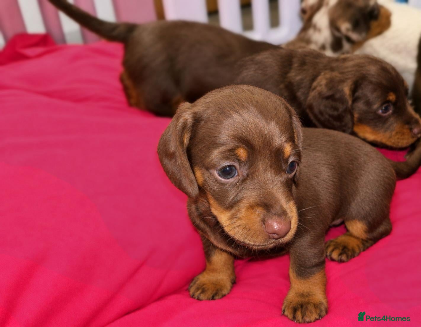 Miniature Dachshund dogs Chocolate/Tan Mini Dachshunds Long & Short Haired - Advert 16