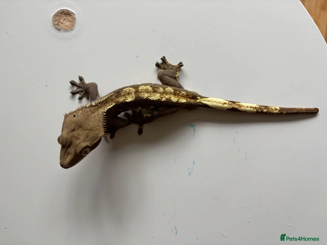 Gecko reptiles for sale: Gecko, vivarium, lights and heater for sale - Advert 7