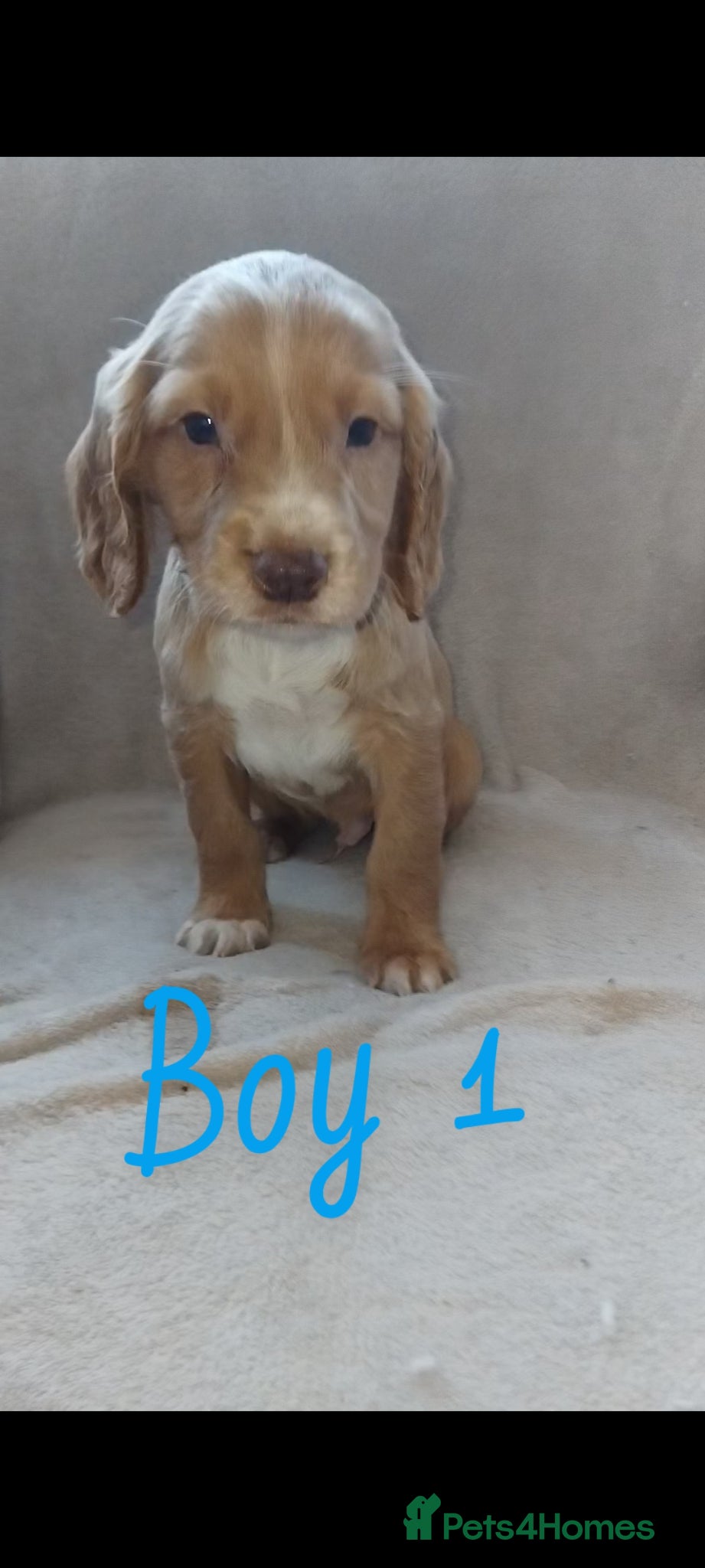 Cocker Spaniel dogs Cocker spaniel puppies  - Advert 3