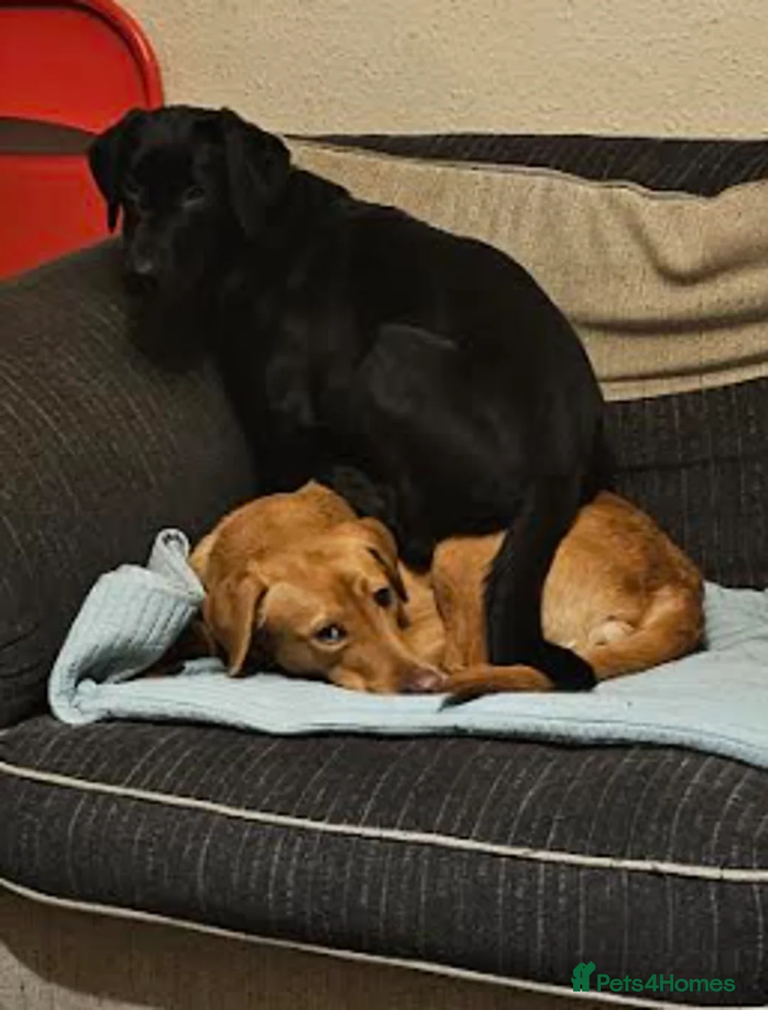 Labrador Retriever dogs for sale: Stunning 14 month old labby bitch - Advert 5