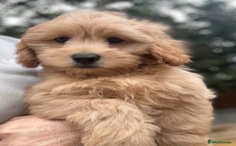 Shihpoo dogs - Advert 14