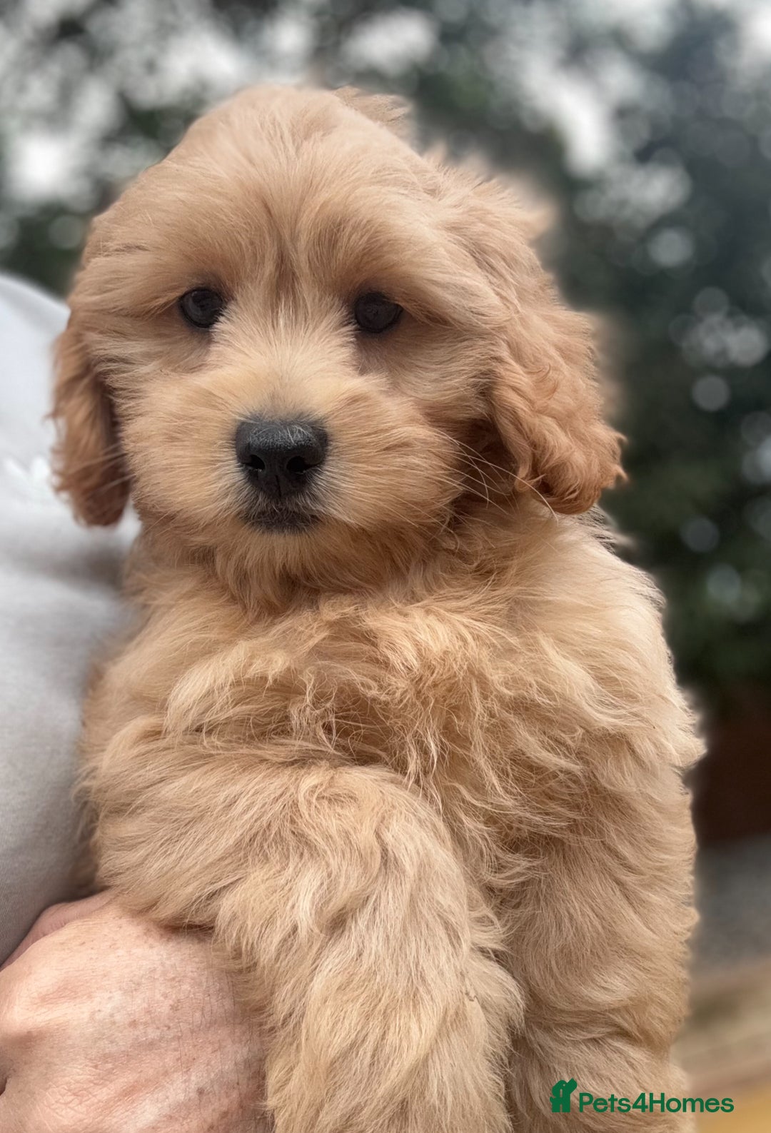 Shihpoo dogs for sale: 🩷 Gorgeous F1 Shih Poo Puppies 💙 - Image 2