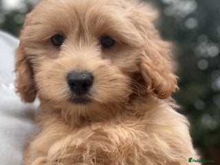 Shihpoo dogs - Advert 1