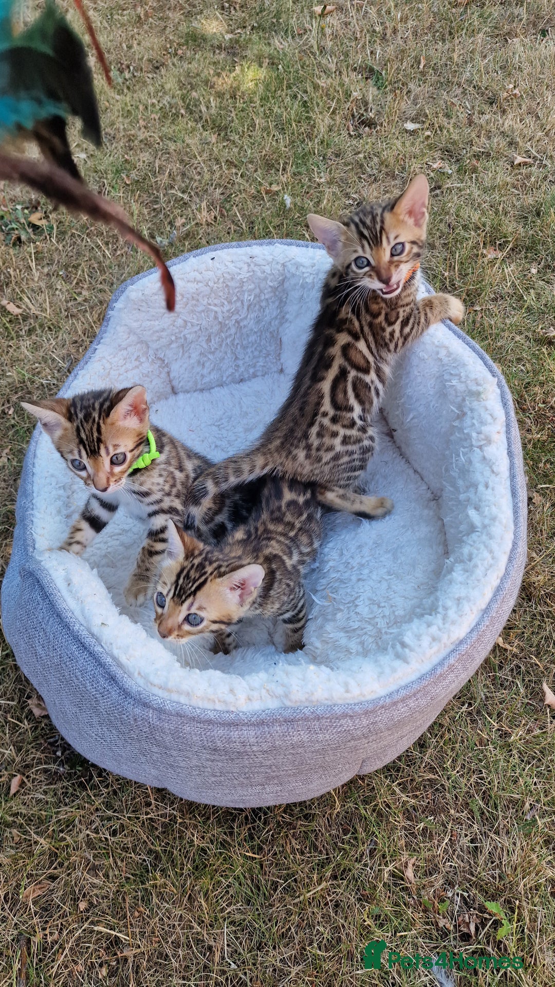 Bengal cats for sale: 3 Gorgeous Bengals kittens 😻😻❤️❤️❤️ - Image 7
