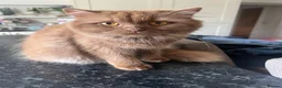 British Longhair cats for sale: Cinnamon British long hair girl 🧡 - Advert 4