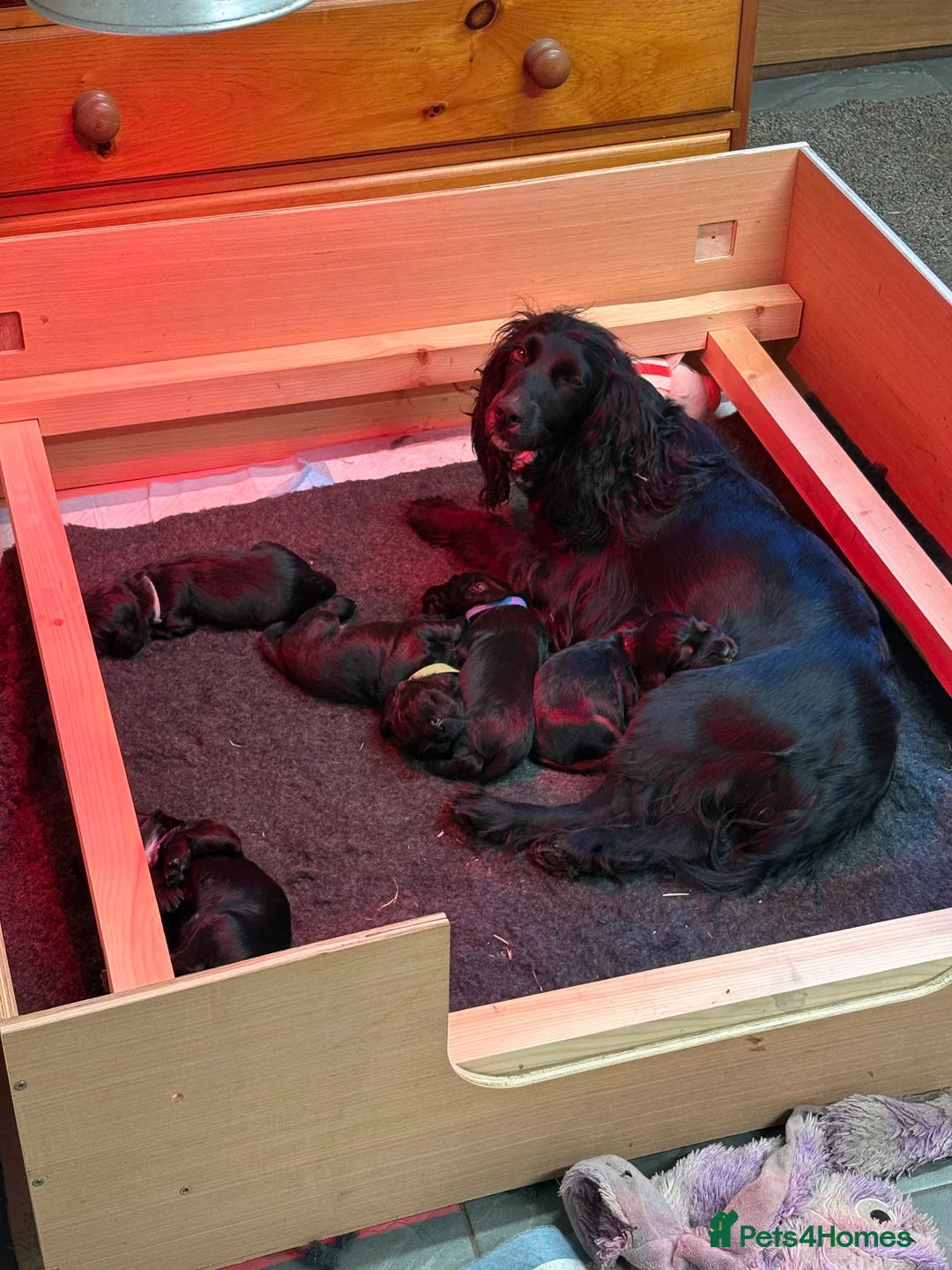 Cocker Spaniel dogs for sale: Cocker Spaniel puppies looking for homes - Advert 6