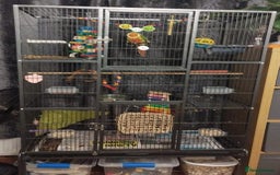 Conures birds for sale: Male conure for sale  - Image 3