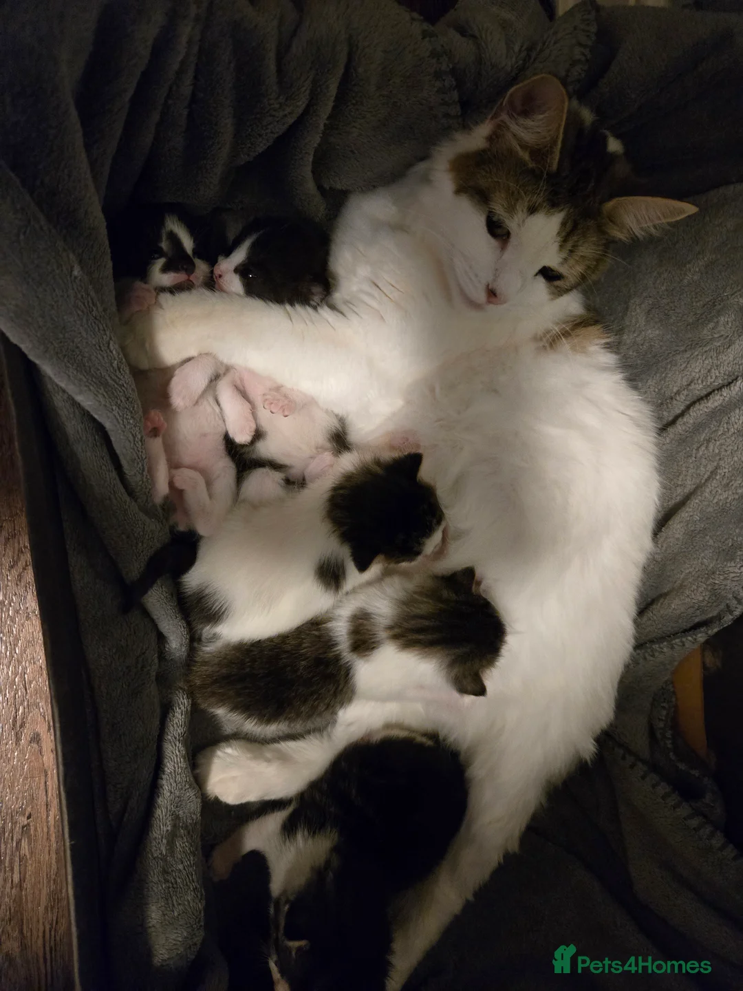 Mixed Breed cats for sale: Kittens Looking for Loving Homes  - Advert 9