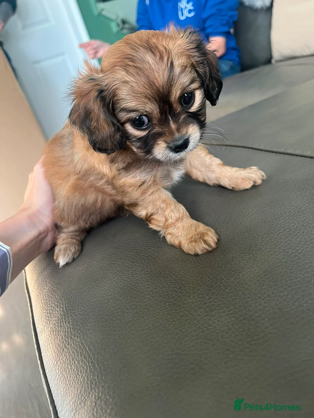 Mixed Breed dogs for sale: Chillier - Advert 2