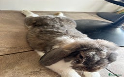 French Lop rabbits for sale: French lop male fixed  - Image 2
