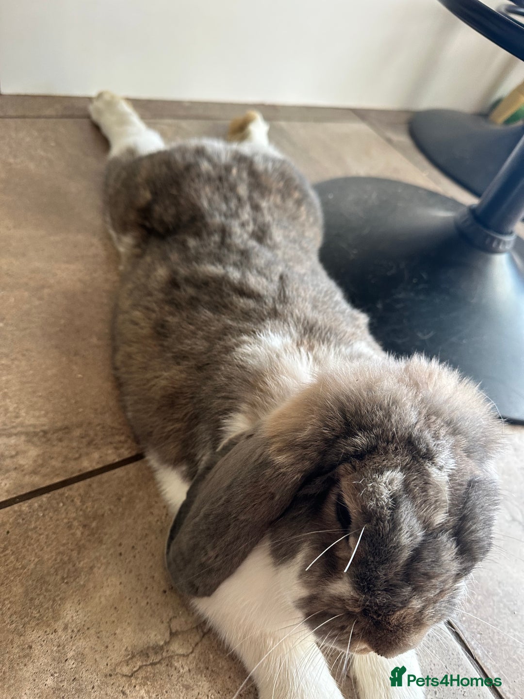 French Lop rabbits for sale: French lop male fixed  - Image 2