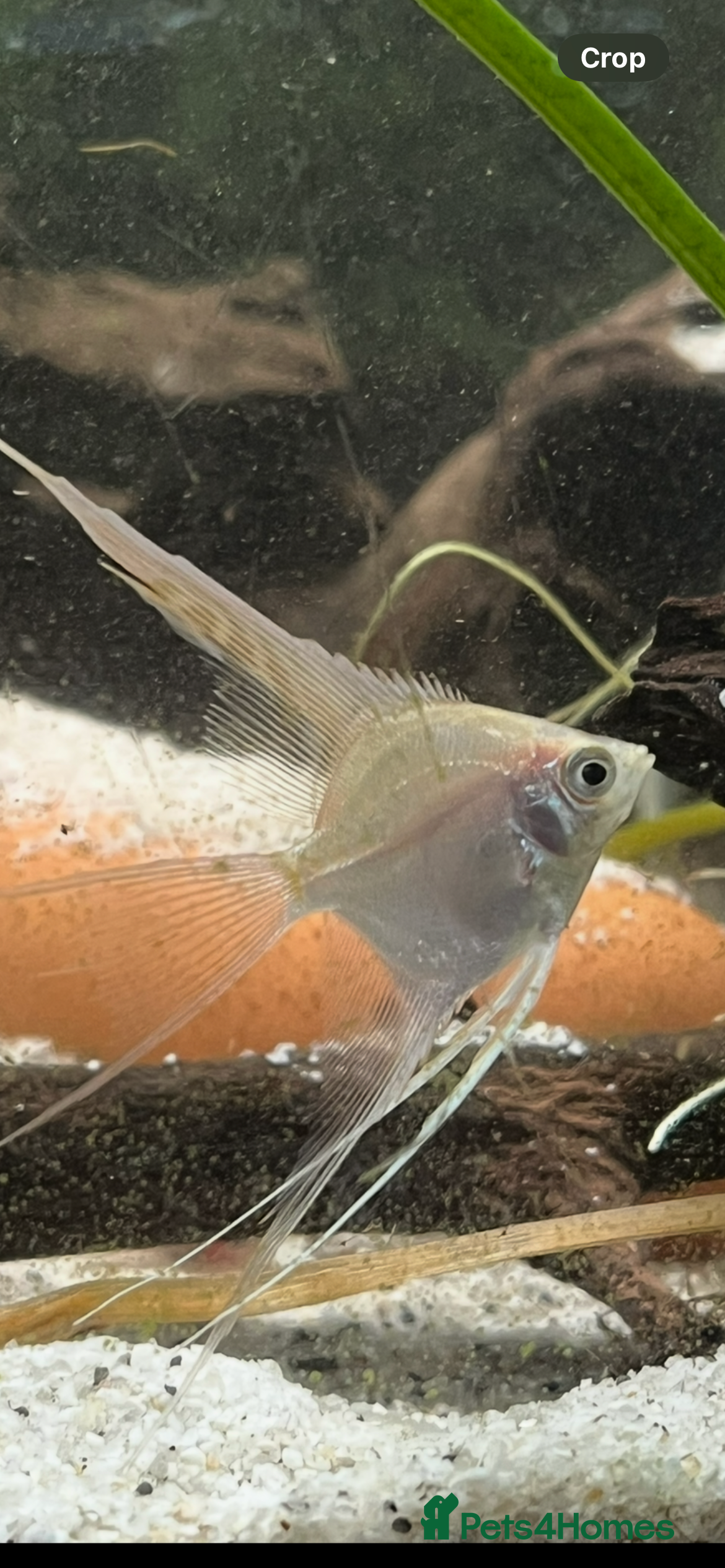 Angelfish fish Stunning long fin platinum Angelfish - Advert 1