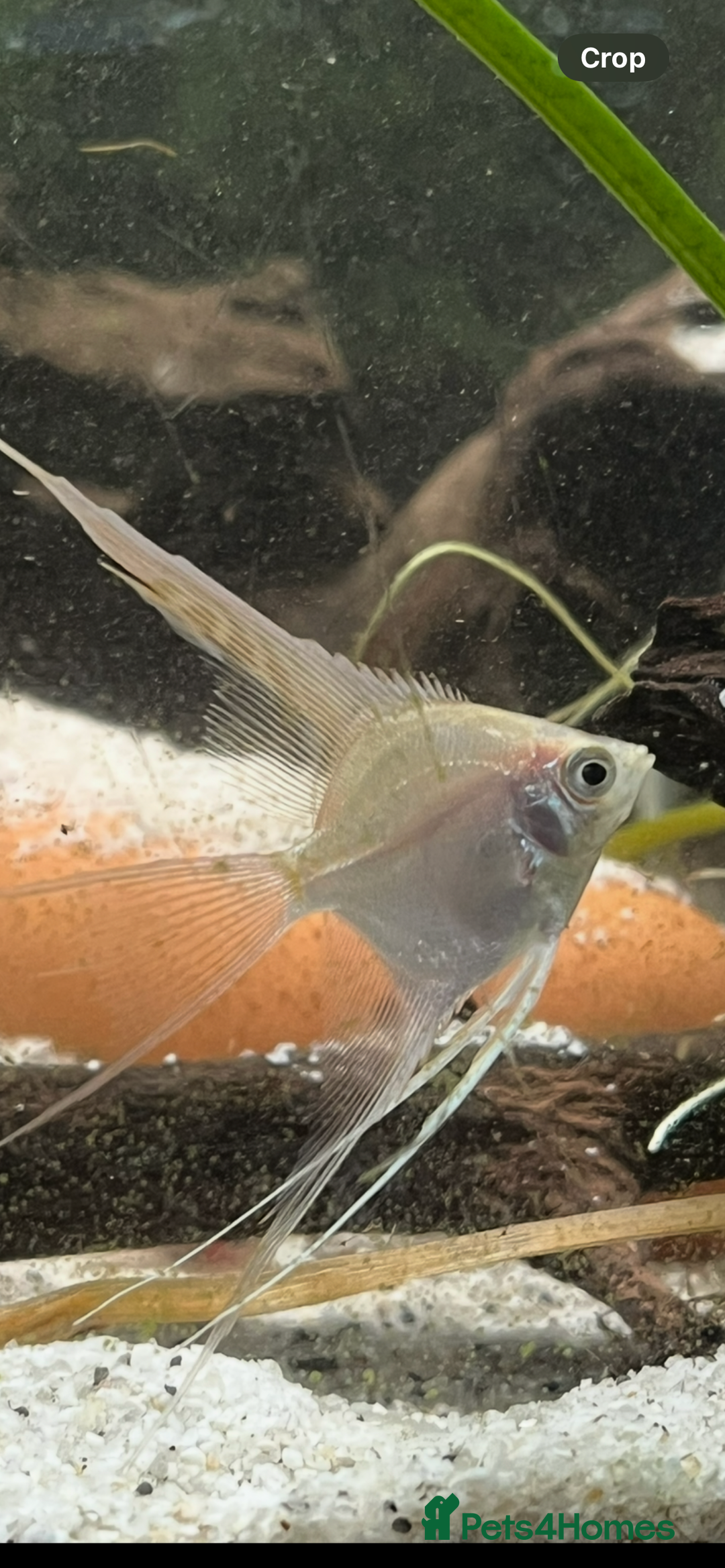 Angelfish fish for sale: Stunning long fin platinum Angelfish - Advert 1