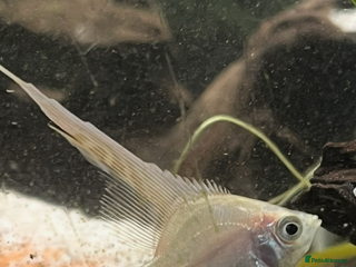 Angelfish fish Stunning long fin platinum Angelfish - Advert 1